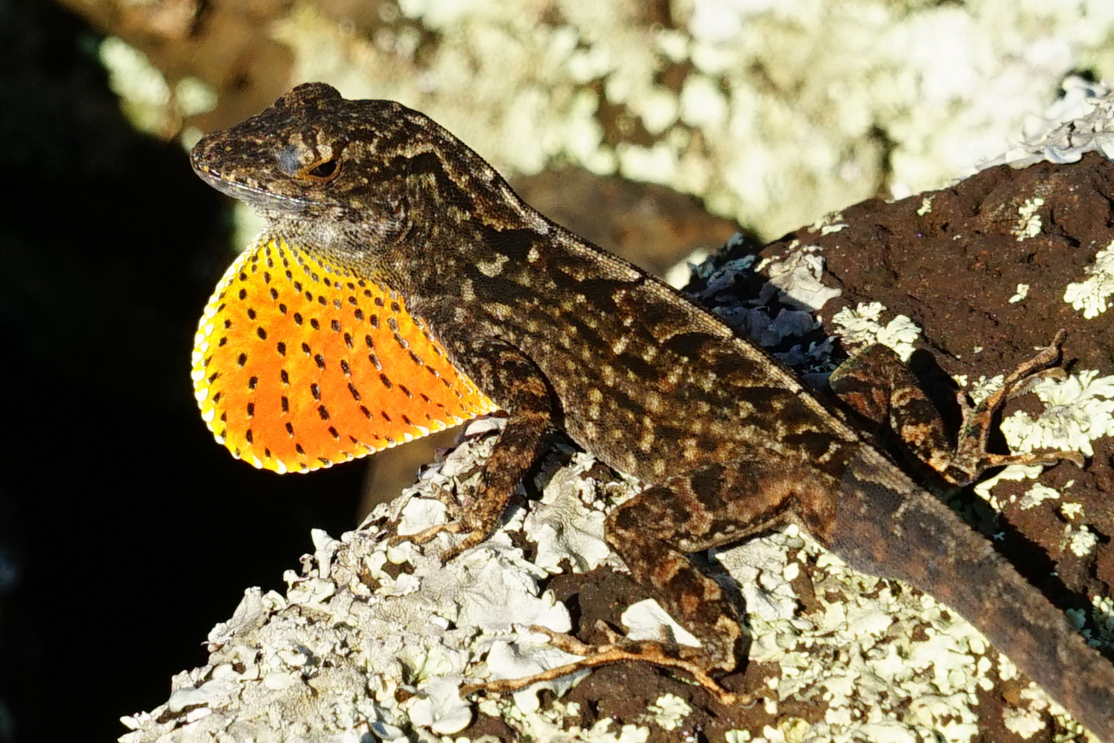 Anolis mit Kehlsack