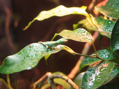 Anolis Porcatus, Nachzucht