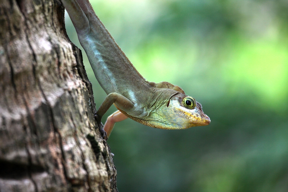 Anolis richardii