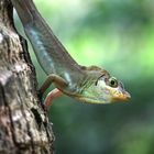 Anolis richardii