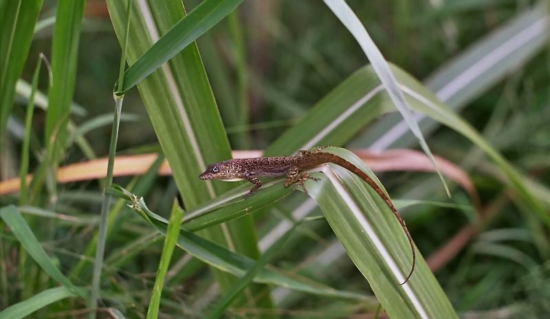 Anolis roquet