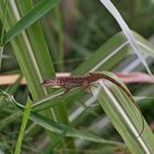 Anolis roquet