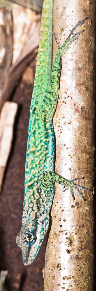 Anolis roquet roquet