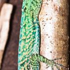 Anolis roquet roquet