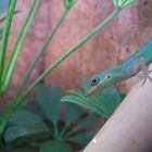 Anolis roquet summus