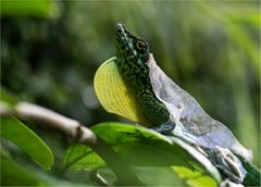 Anolis trinitatis