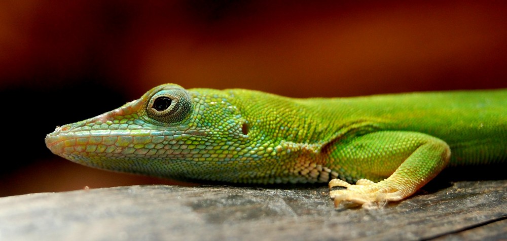 Anolis von seiner Zuckerseite