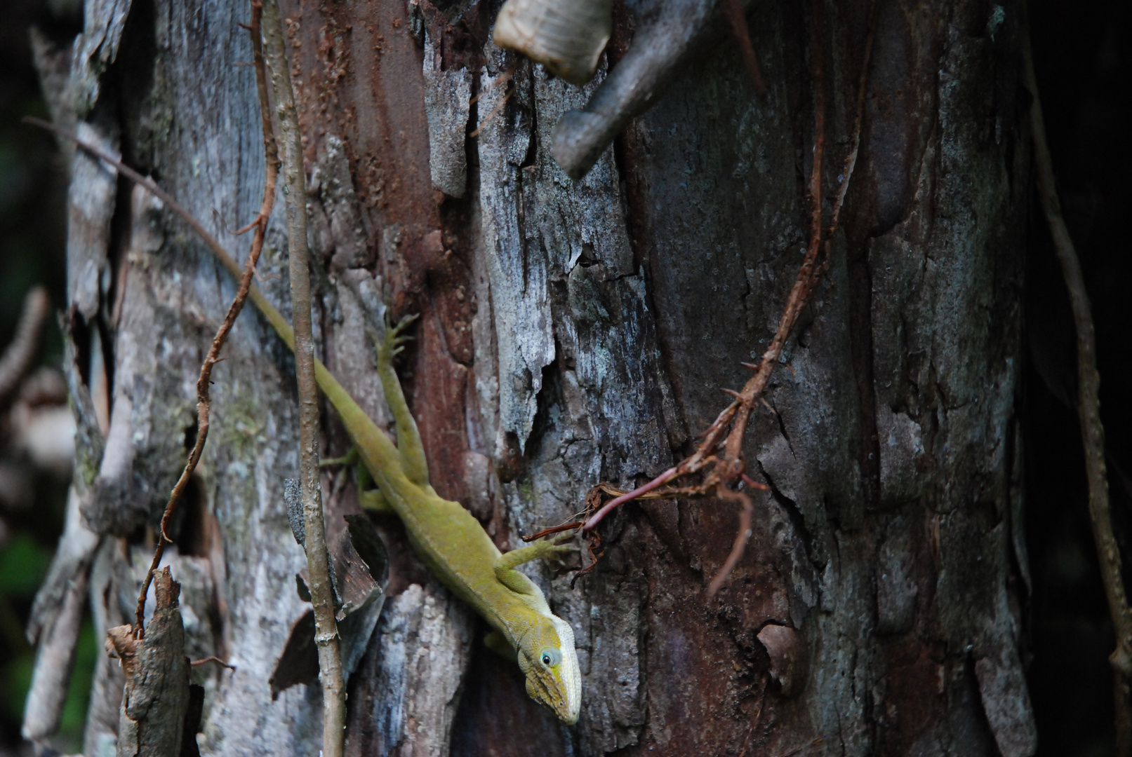 Anolis Weibchen