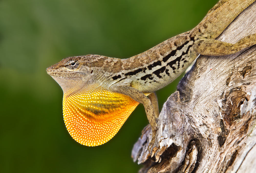 Anolis - Wildlife