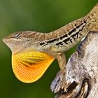 Anolis - Wildlife