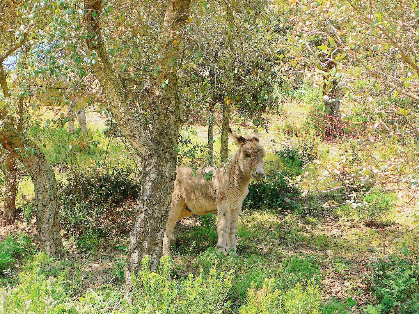 ANON de Provence