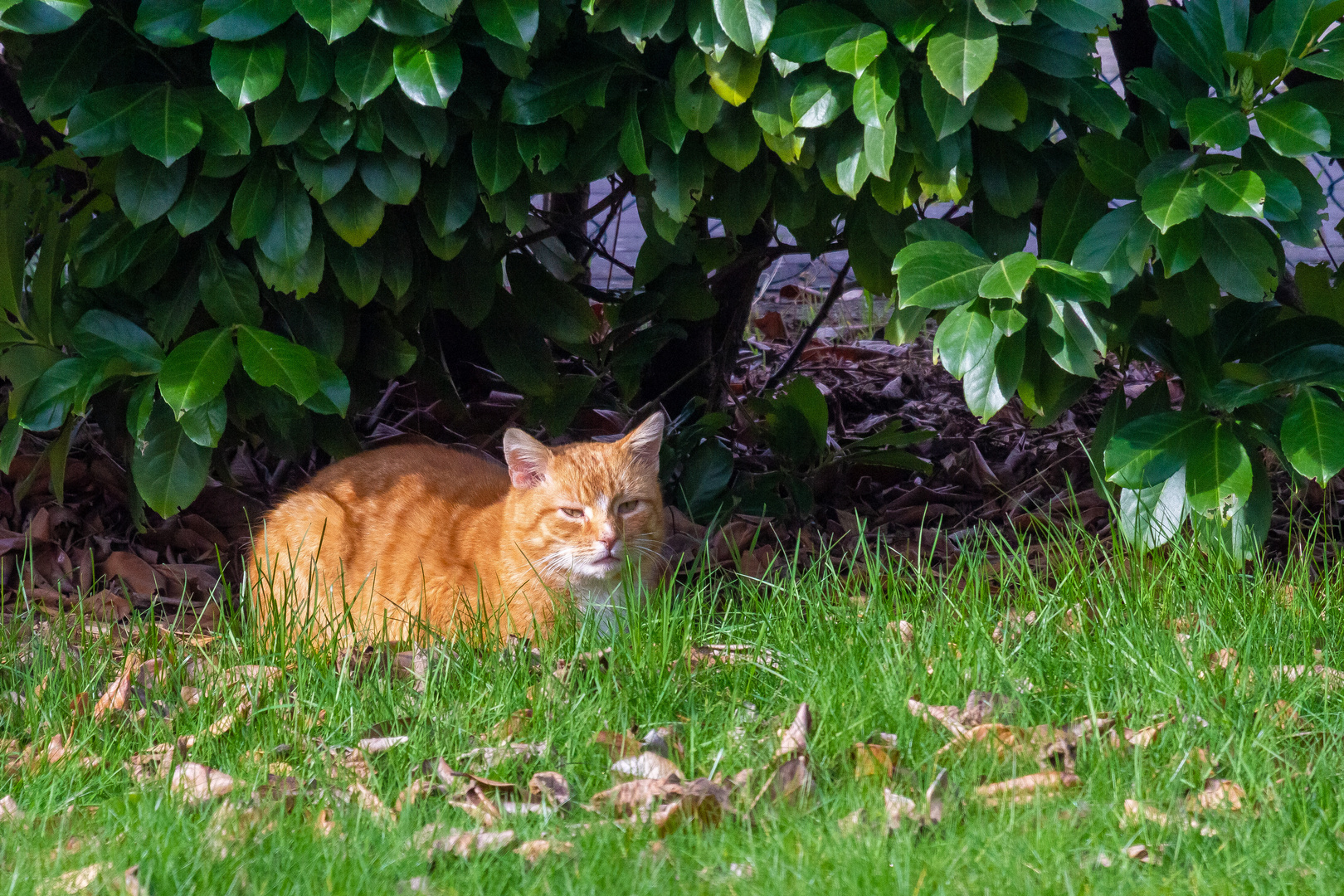 Anonymer Besuch im Garten