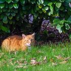 Anonymer Besuch im Garten