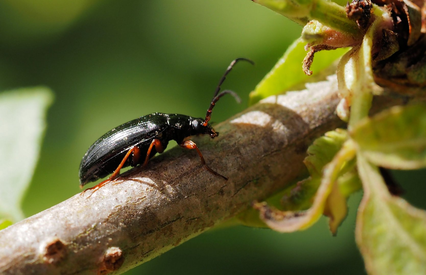 Anoplodera rufipes