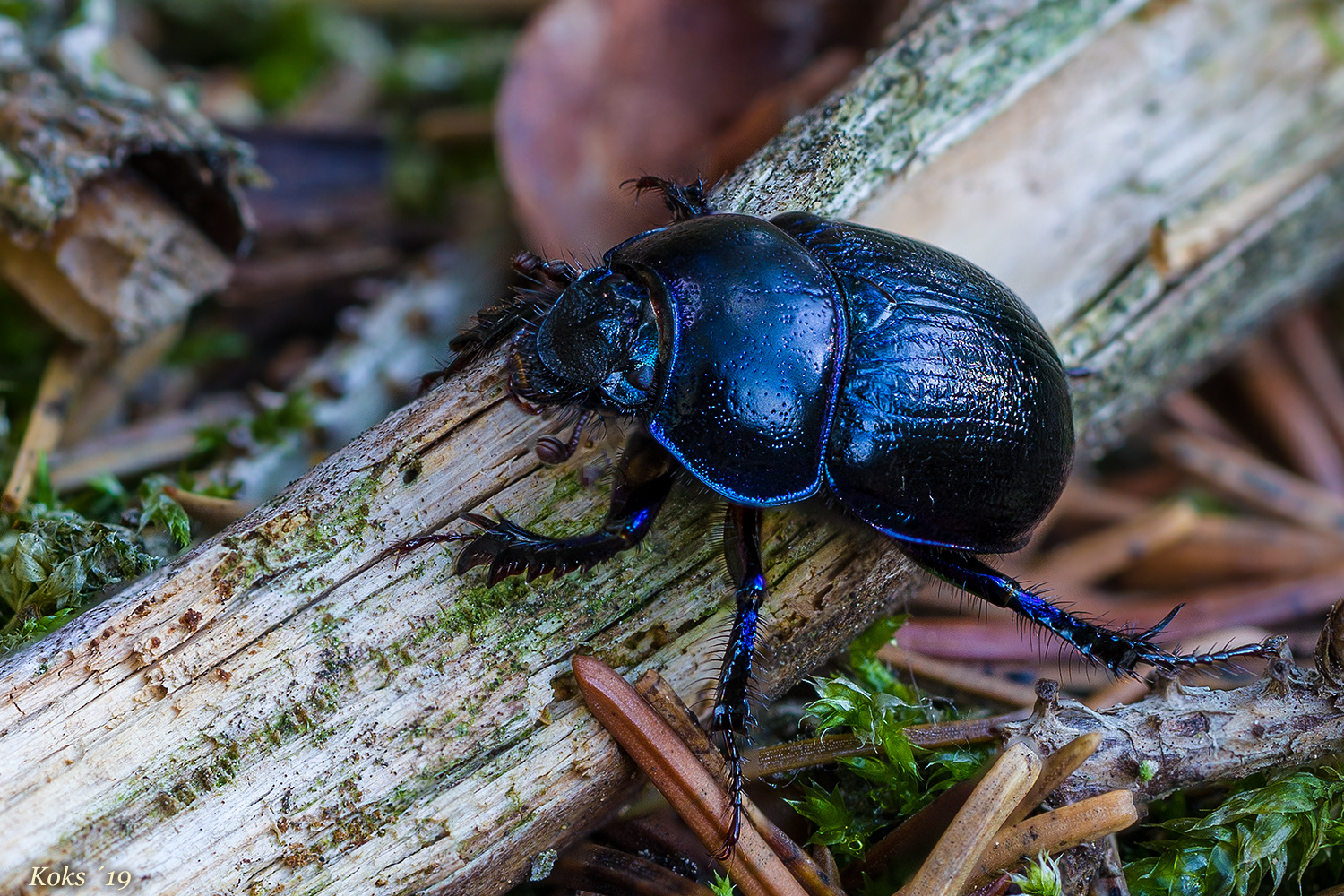 Anoplotrupes - Stack