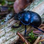 Anoplotrupes - Stack