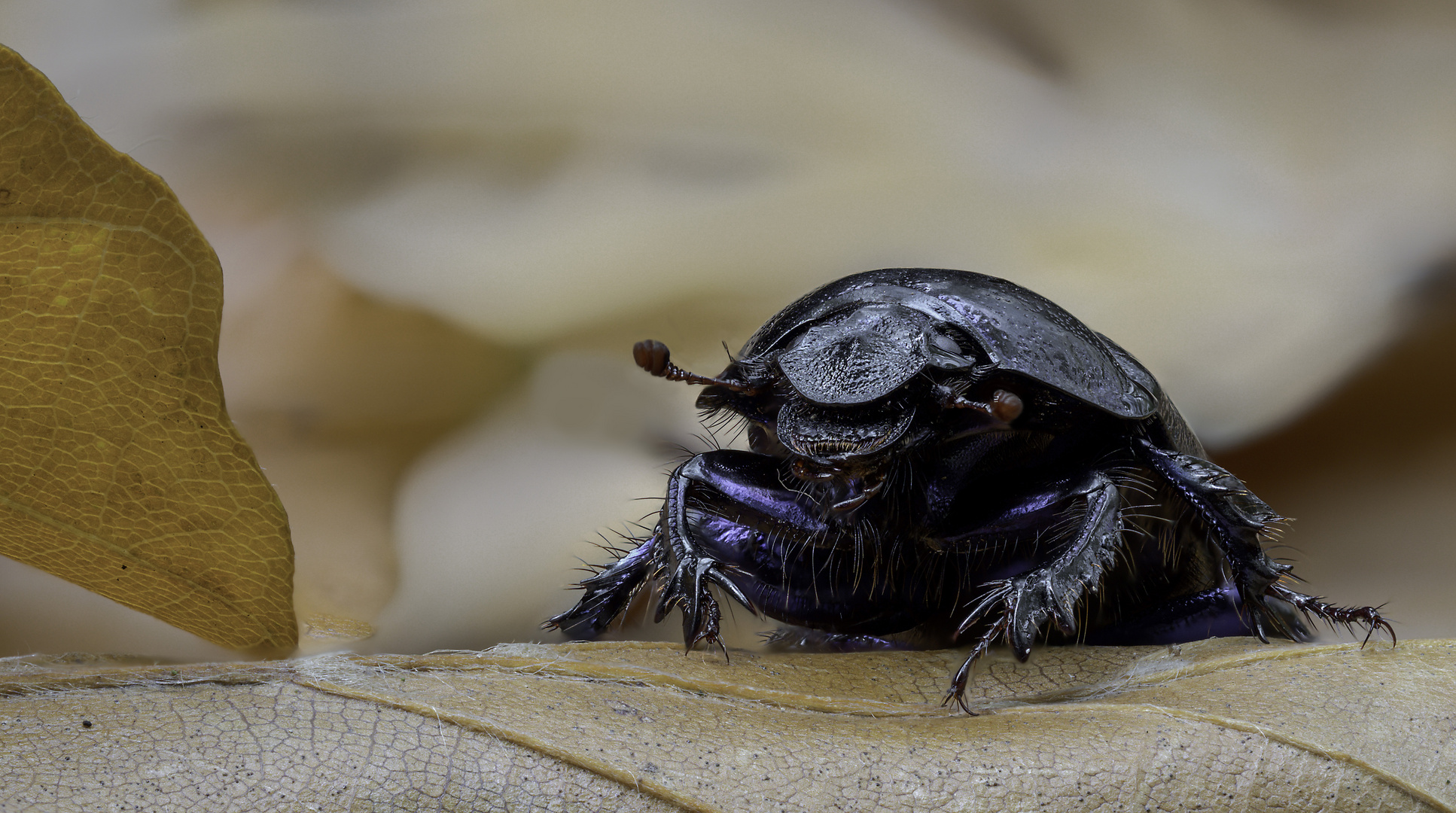 Anoplotrupes stercorosus..