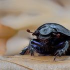 Anoplotrupes stercorosus..