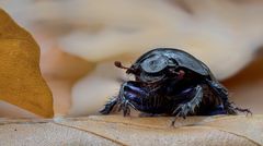 Anoplotrupes stercorosus..