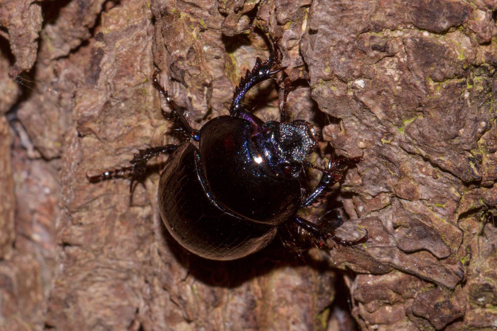 Anoplotrupes stercorosus