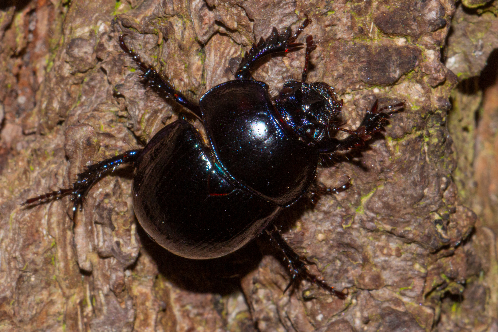 Anoplotrupes stercorosus