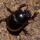 Anoplotrupes stercorosus