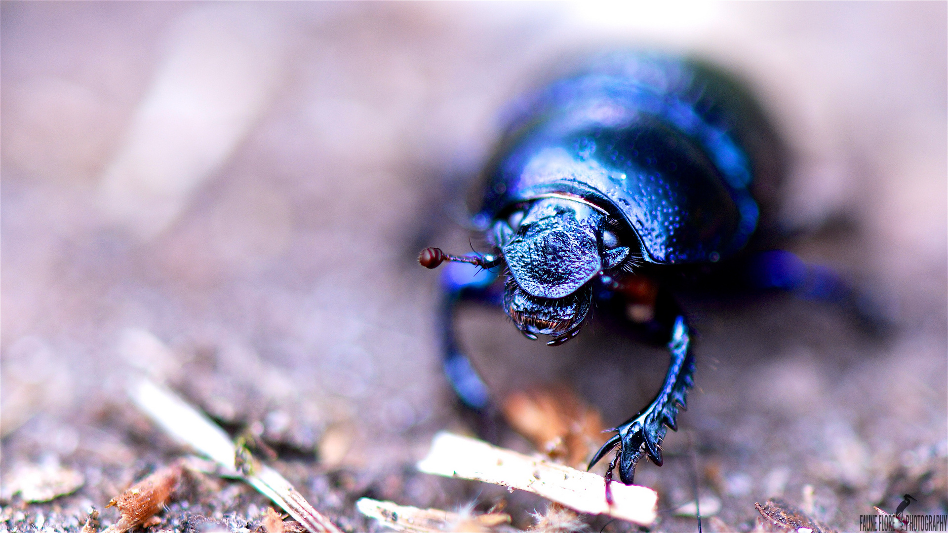 ANOPLOTRUPES STERCOROSUS