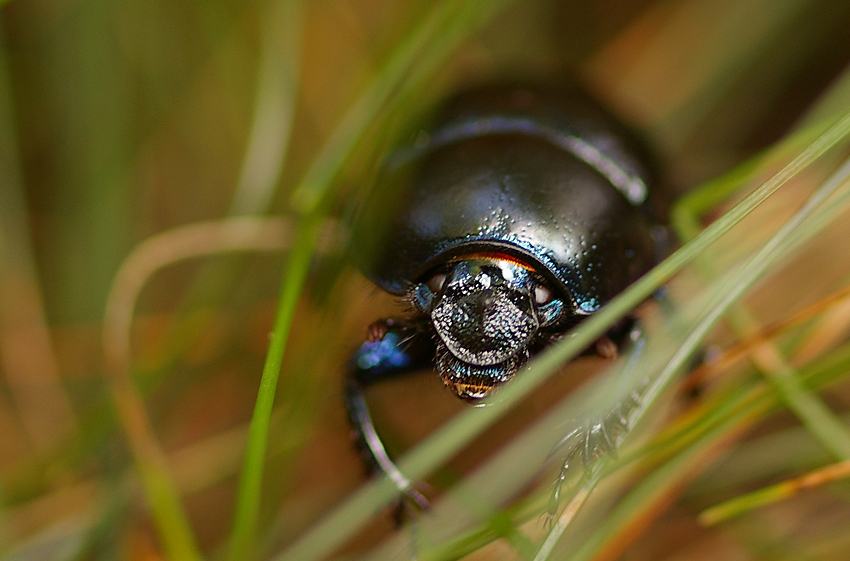 - Anoplotrupes stercorosus -