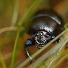 - Anoplotrupes stercorosus -