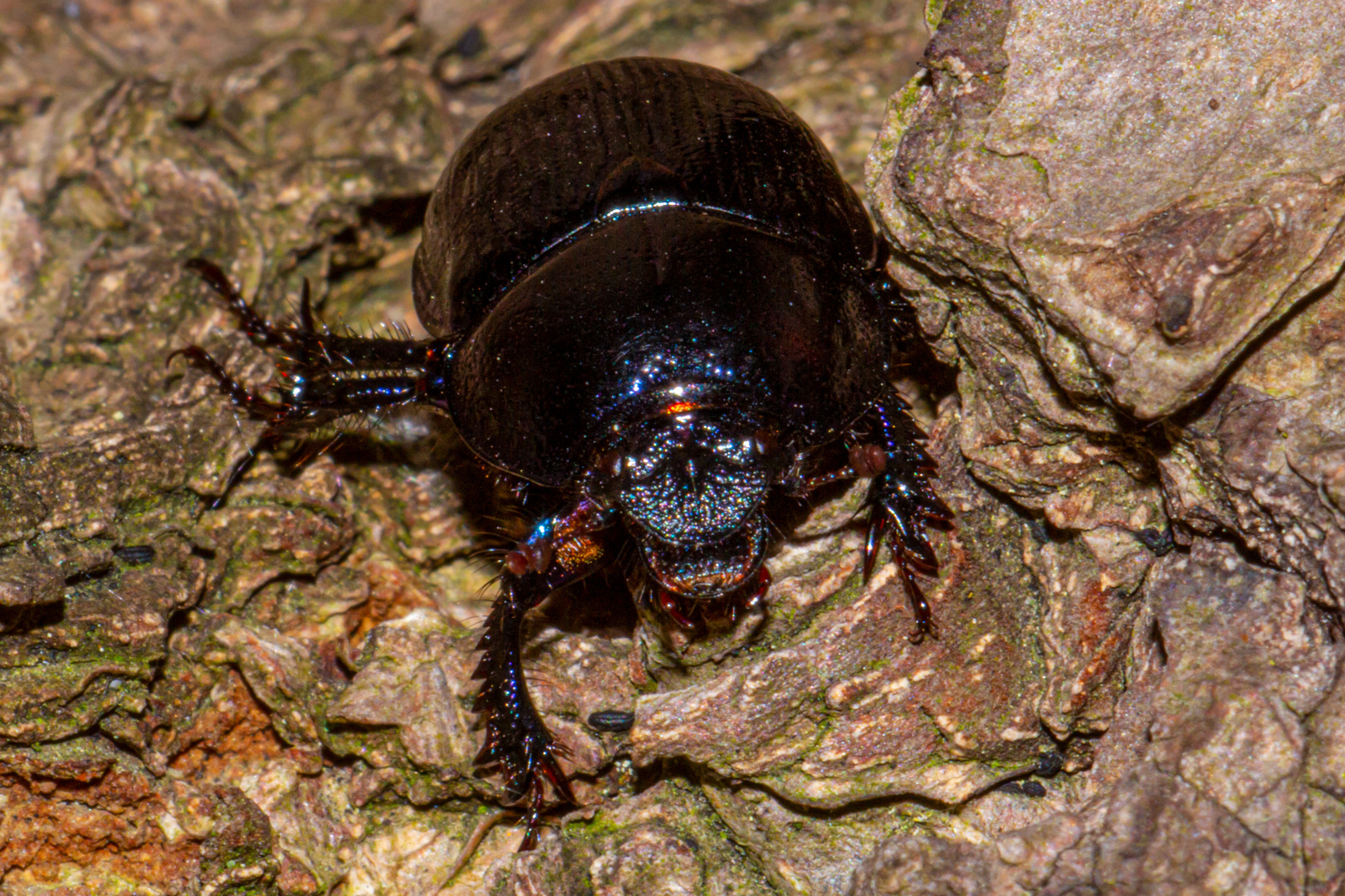 Anoplotrupes stercorosus