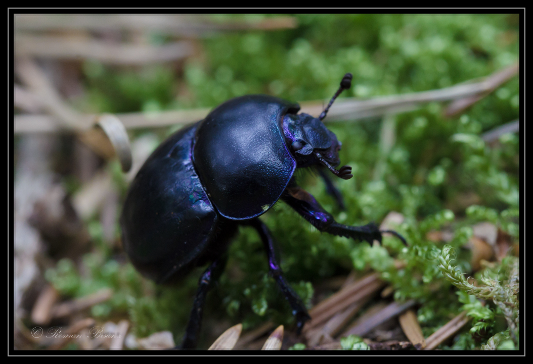 Anoplotrupes stercorosus