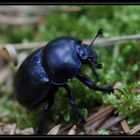 Anoplotrupes stercorosus