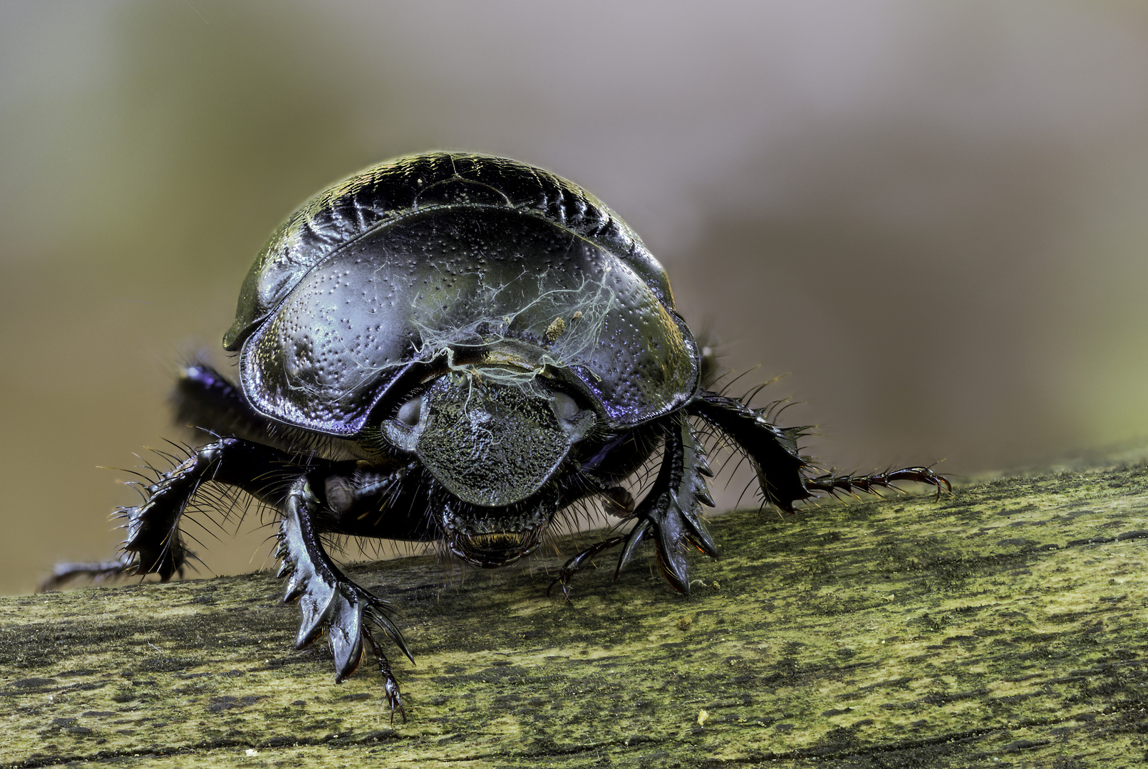 Anoplotrupes stercorosus