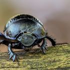 Anoplotrupes stercorosus