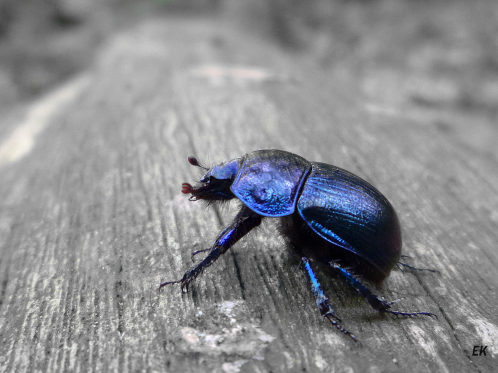 Anoplotrupes stercorosus (Mistkäfer)