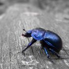 Anoplotrupes stercorosus (Mistkäfer)