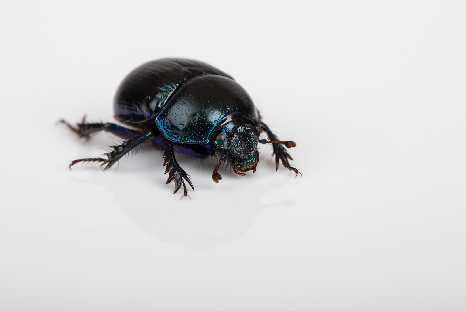 Anoplotrupes stercorosus - Waldmistkäfer