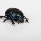 Anoplotrupes stercorosus - Waldmistkäfer