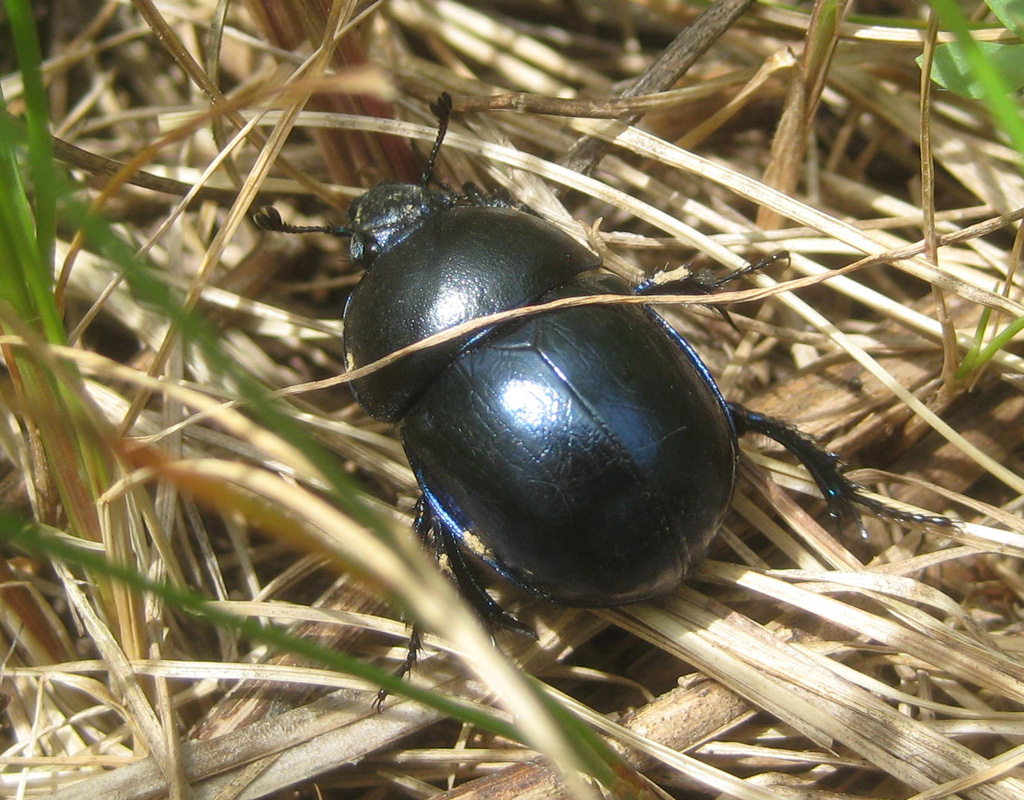 Anoplotrupes stercorosus- Waldmistkäfer ? Frühlingsmistkäfer (Trypocopris vernalis) sagt Clem.