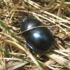 Anoplotrupes stercorosus- Waldmistkäfer ? Frühlingsmistkäfer (Trypocopris vernalis) sagt Clem.