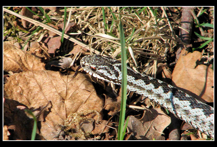 Another Adder