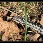 Another Adder