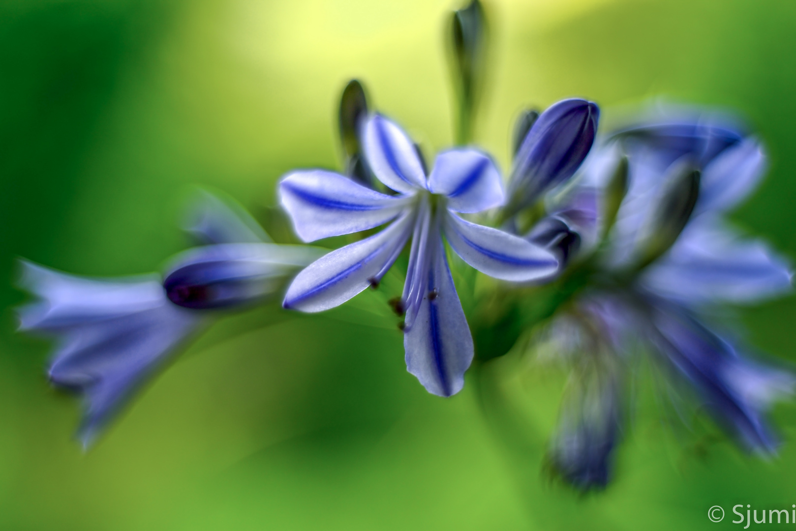 Another agapanthus