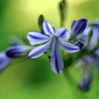 Another agapanthus