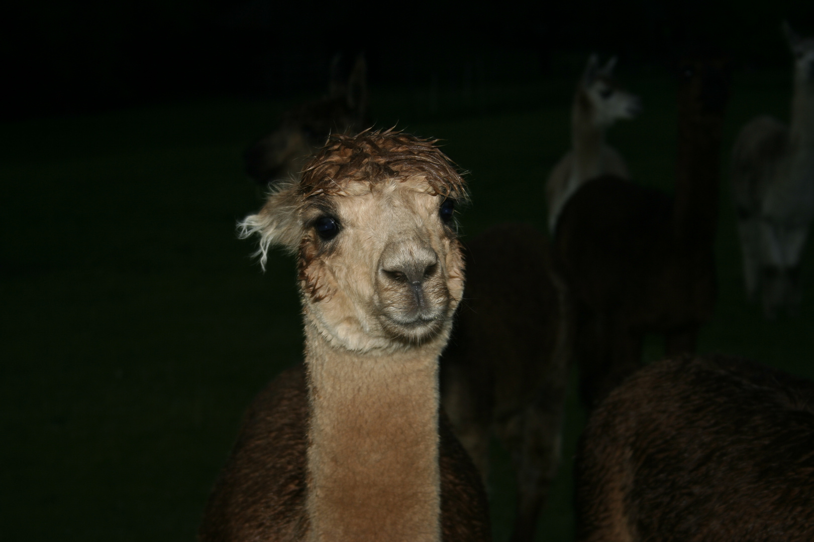 another alpaca