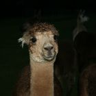 another alpaca