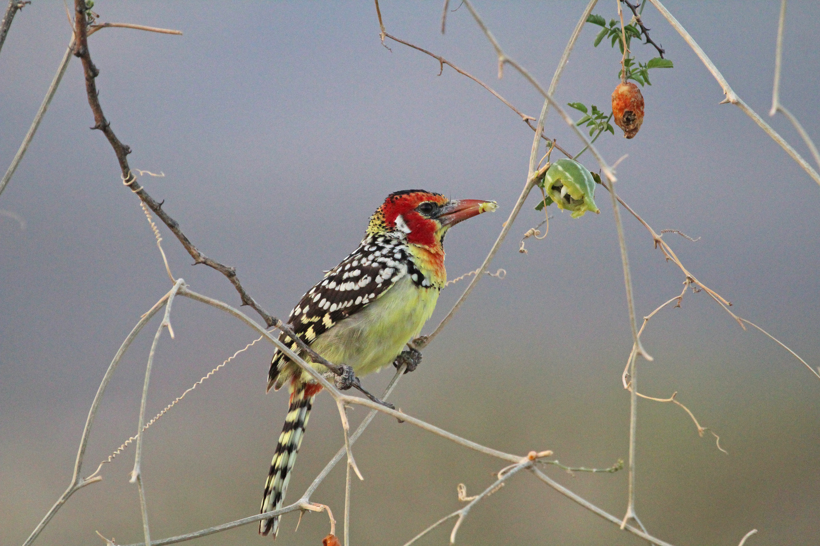 Another Barbet