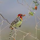 Another Barbet