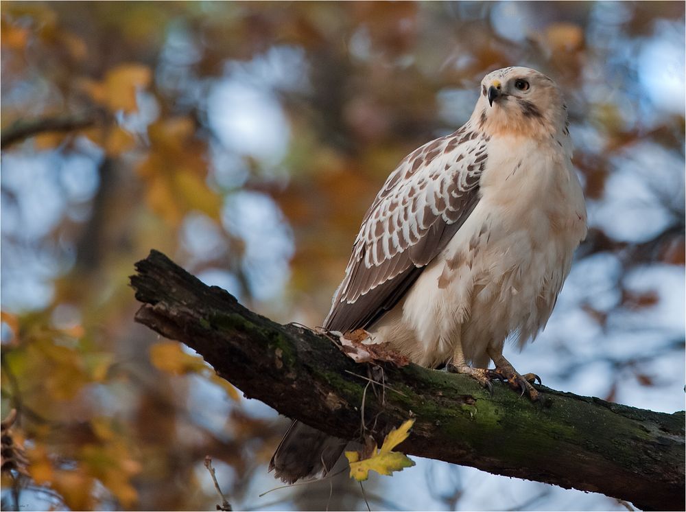 Another Buzzard