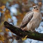 Another Buzzard